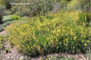 Bulbine frutescens - blooming